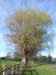 Salix matsudana × S. alba. Erect tree form.
 Image: D. Glenny © Landcare Research 2020 CC BY 4.0